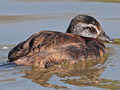 White-headed Duck